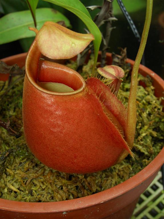 Nepenthes bicalcarata 'red' 3